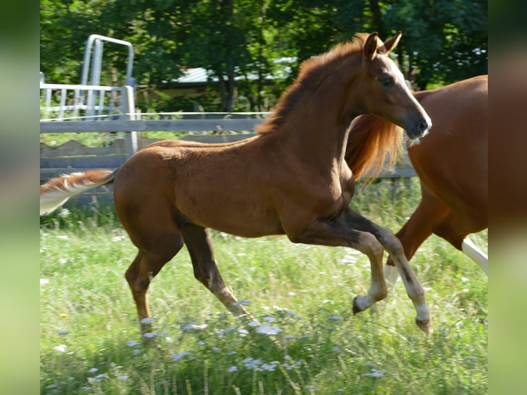 Hannoveraan Merrie veulen (03/2024) 170 cm Donkere-vos in Greifenstein