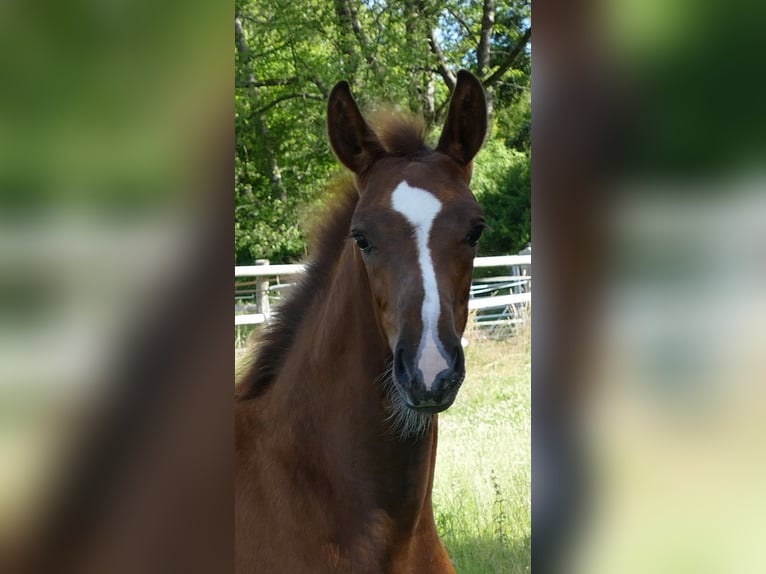 Hannoveraan Merrie veulen (03/2024) 170 cm Donkere-vos in Greifenstein