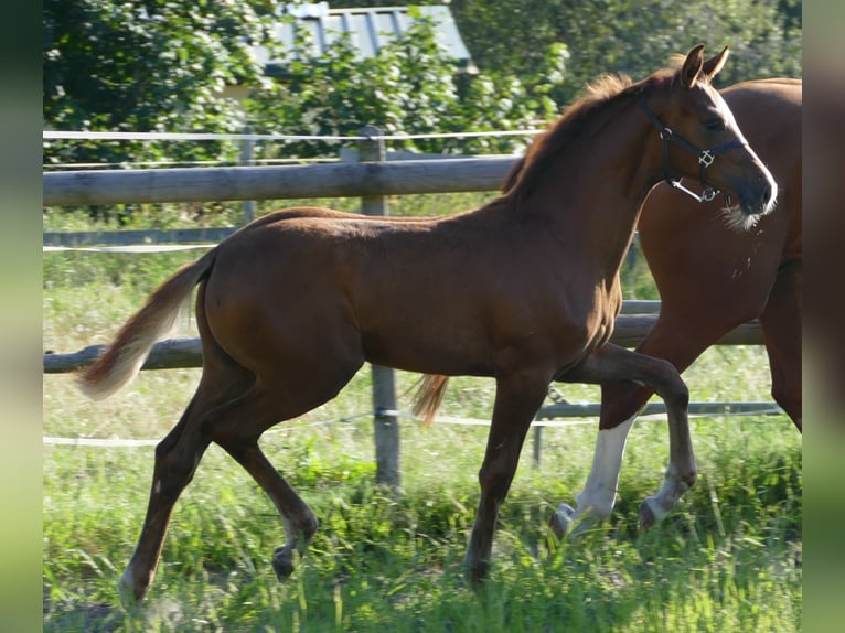 Hannoveraan Merrie veulen (03/2024) 170 cm Donkere-vos in Greifenstein