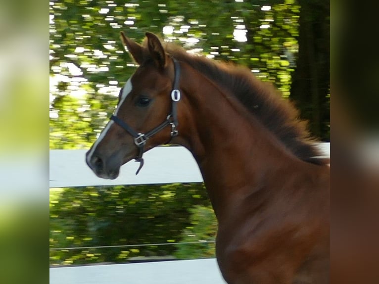 Hannoveraan Merrie veulen (03/2024) 170 cm Donkere-vos in Greifenstein