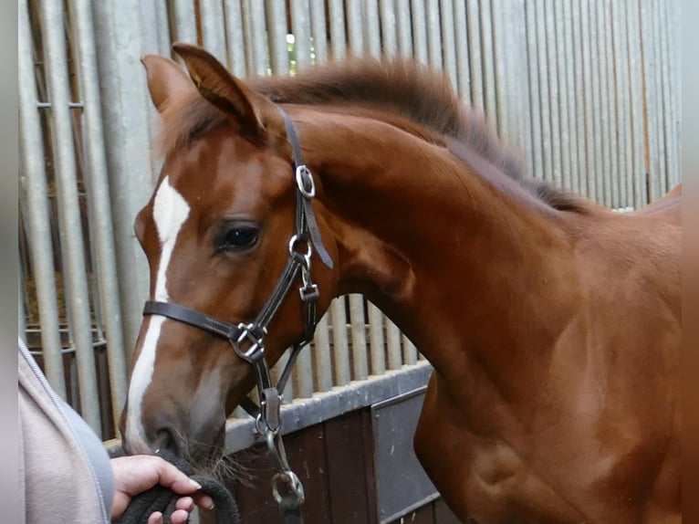 Hannoveraan Merrie veulen (03/2024) 170 cm Donkere-vos in Greifenstein