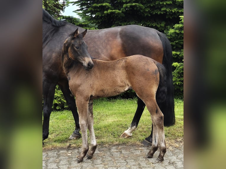 Hannoveraan Merrie veulen (04/2024) 170 cm in Heede