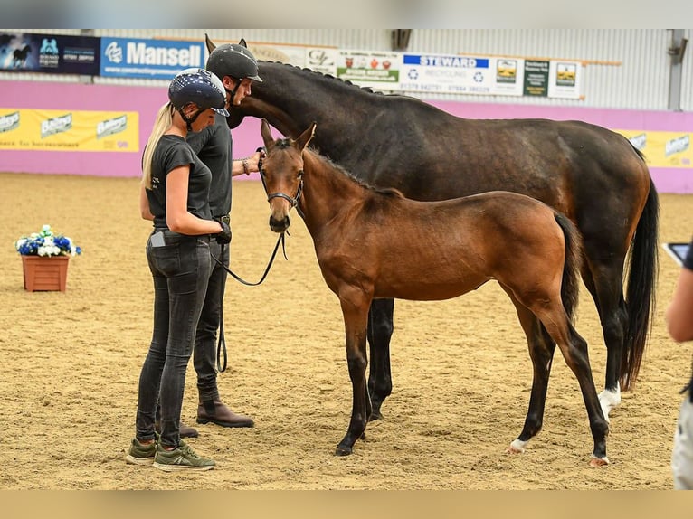 Hannoveraan Merrie veulen (01/2024) 170 cm Roodbruin in Norwich, Norfolk