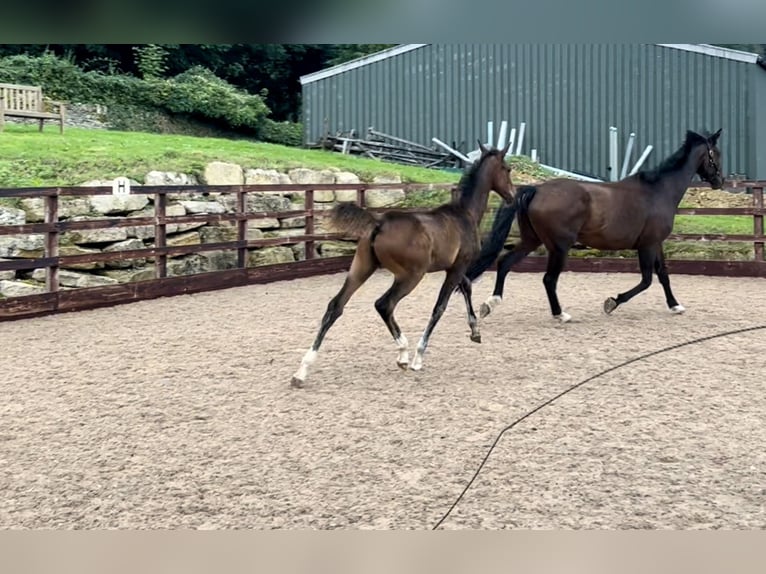 Hannoveraan Merrie veulen (05/2024) 170 cm Roodbruin in Gloucestershire