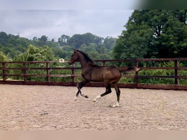 Hannoveraan Merrie veulen (05/2024) 170 cm Roodbruin in Gloucestershire