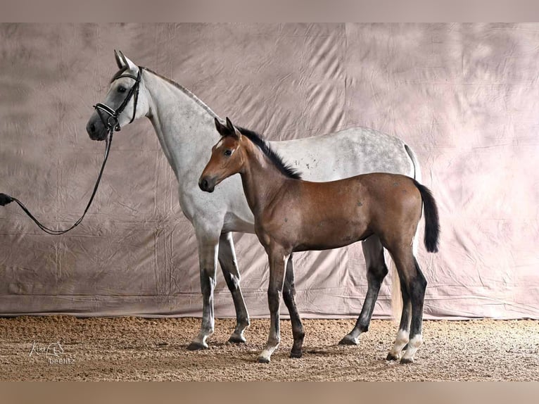 Hannoveraan Merrie Veulen (04/2026) 170 cm Schimmel in Weyhe