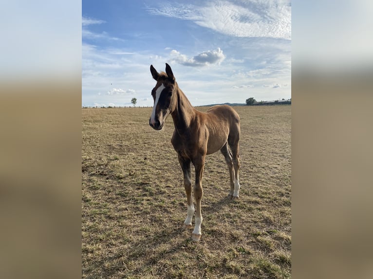 Hannoveraan Merrie Veulen (04/2025) 170 cm in Rosdorf