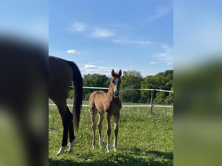 Hannoveraan Merrie Veulen (04/2025) 170 cm in Rosdorf
