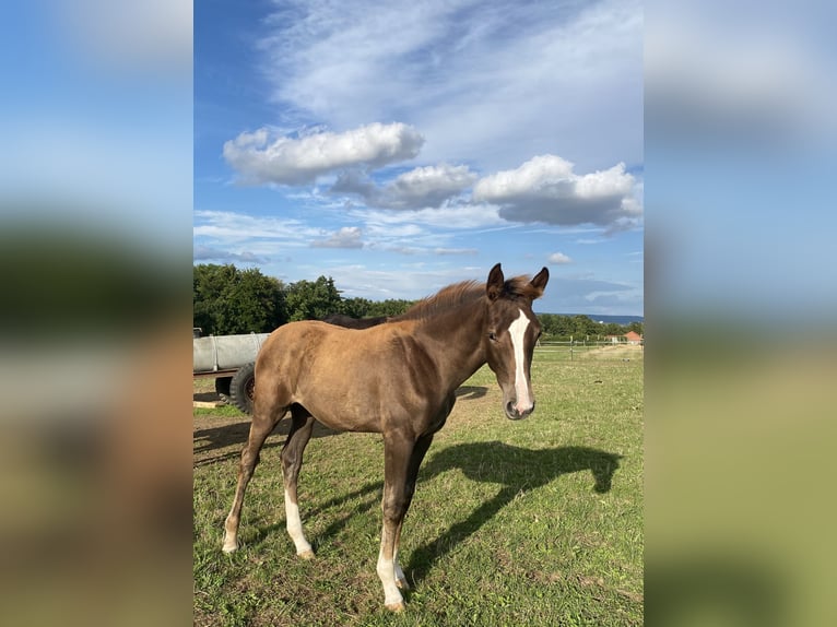 Hannoveraan Merrie Veulen (04/2025) 170 cm in Rosdorf