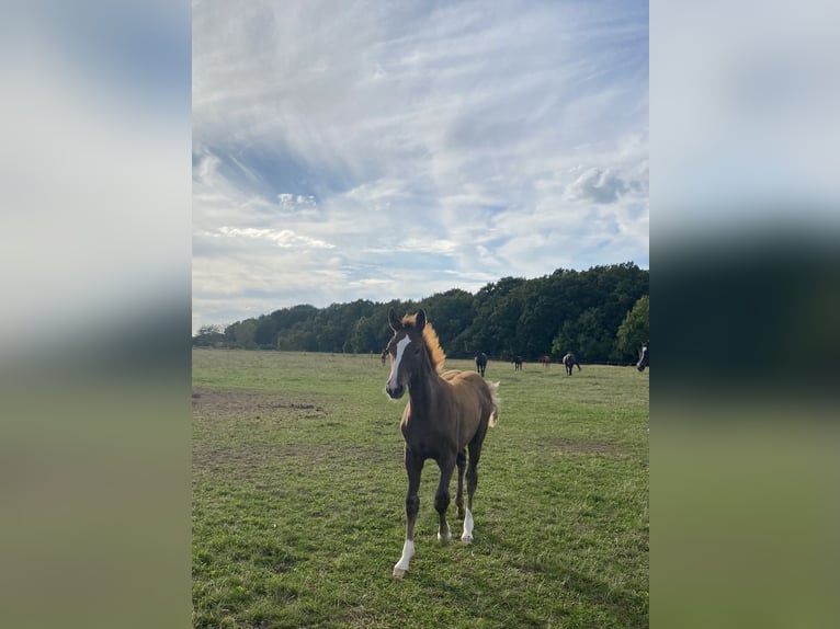 Hannoveraan Merrie Veulen (04/2025) 170 cm in Rosdorf