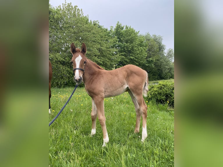 Hannoveraan Merrie Veulen (04/2025) 170 cm in Rosdorf