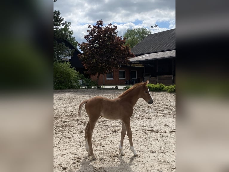 Hannoveraan Merrie Veulen (04/2025) 170 cm in Rosdorf