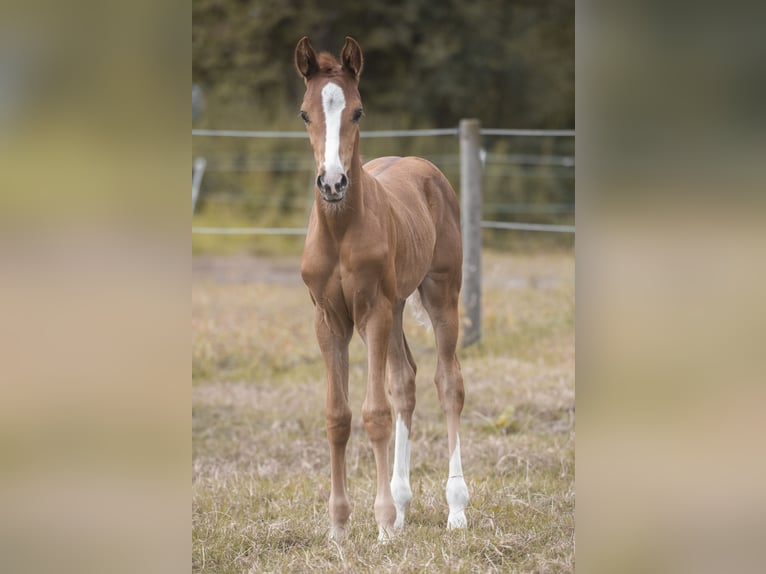 Hannoveraan Merrie Veulen (06/2026) 170 cm Vos in Lilienthal