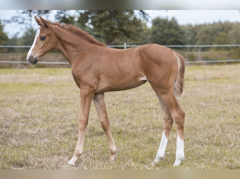 Hannoveraan Merrie Veulen (06/2026) 170 cm Vos in Lilienthal