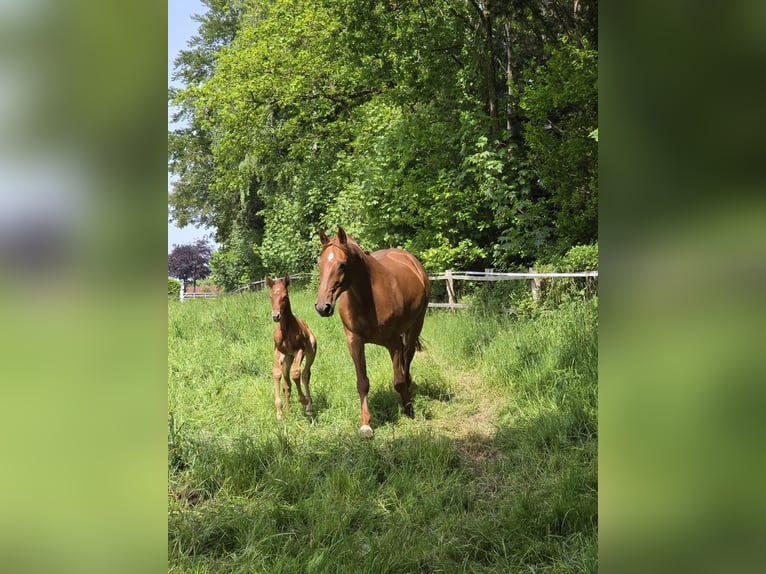 Hannoveraan Merrie Veulen (05/2026) 170 cm Vos in Varel