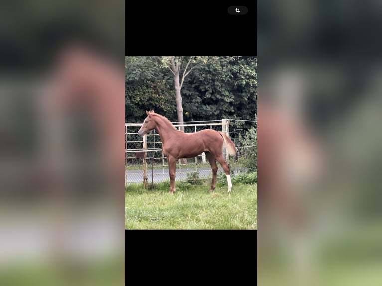 Hannoveraan Merrie  170 cm Vos in Burgdorf