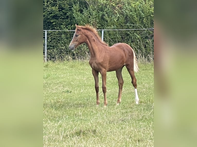 Hannoveraan Merrie  170 cm Vos in Burgdorf