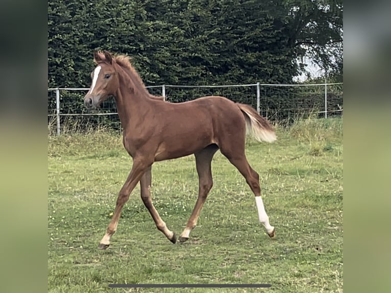 Hannoveraan Merrie  170 cm Vos in Burgdorf