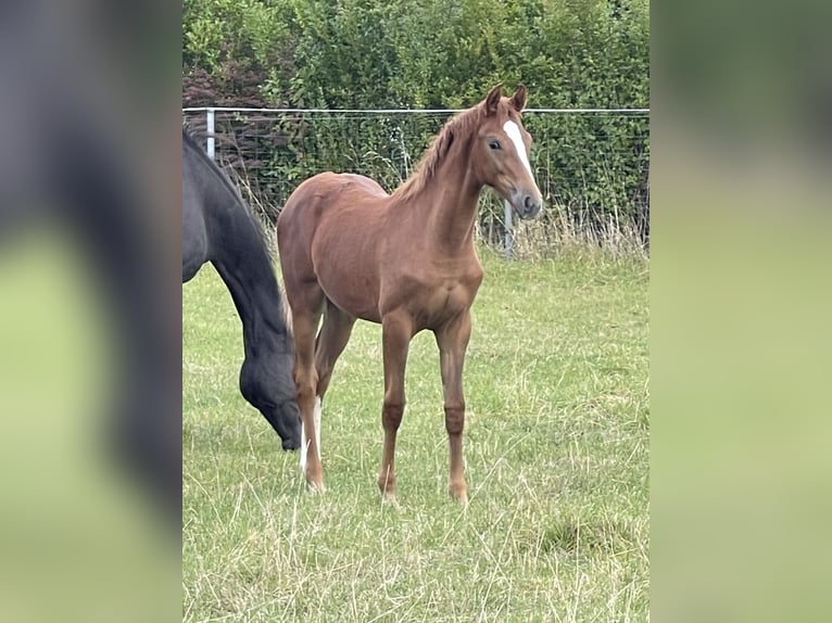 Hannoveraan Merrie  170 cm Vos in Burgdorf