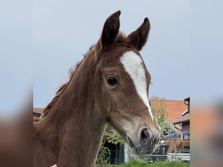 Hannoveraan Merrie  170 cm Vos in Burgdorf