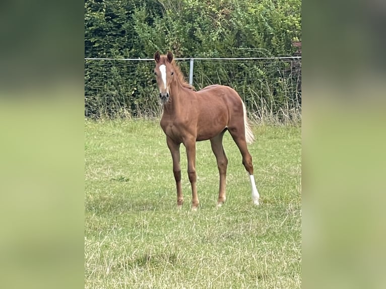 Hannoveraan Merrie  170 cm Vos in Burgdorf