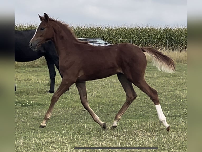 Hannoveraan Merrie  170 cm Vos in Burgdorf