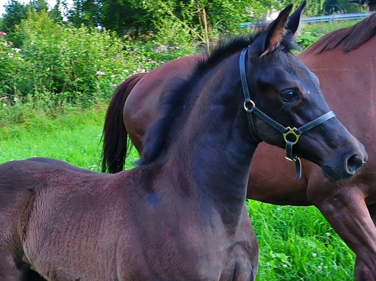 Hannoveraan Merrie Veulen (04/2025) 170 cm Zwart in Achslach
