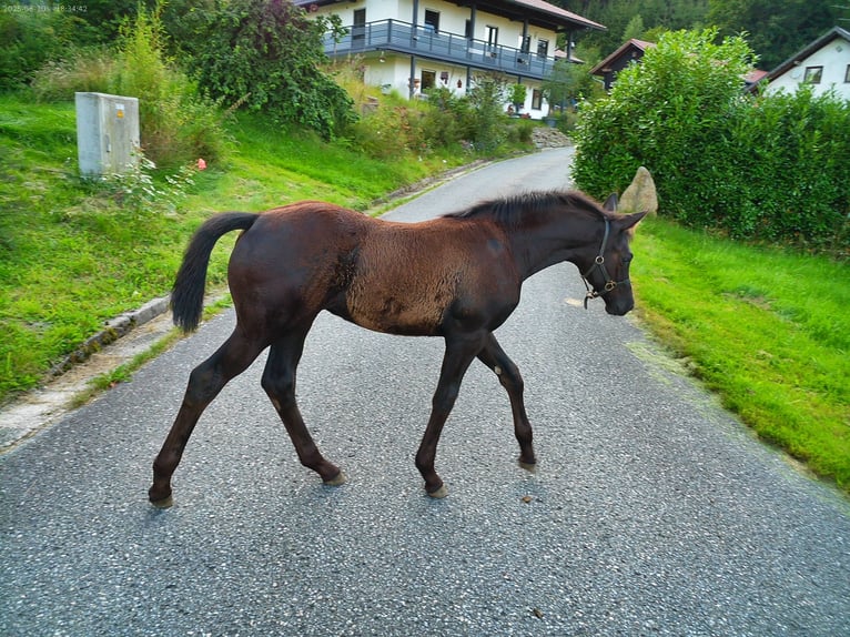 Hannoveraan Merrie Veulen (04/2025) 170 cm Zwart in Achslach