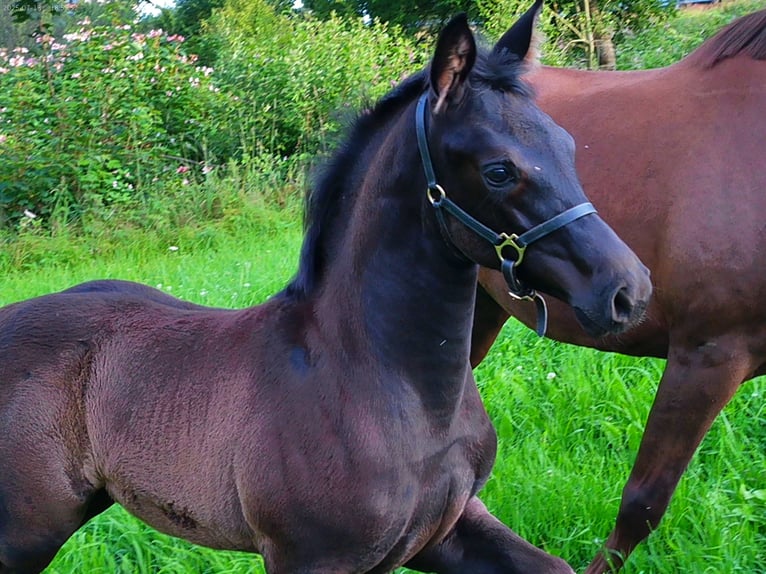 Hannoveraan Merrie Veulen (04/2025) 170 cm Zwart in Achslach