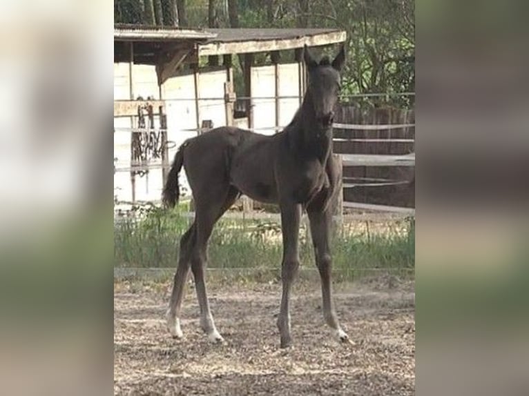 Hannoveraan Merrie Veulen (04/2025) 170 cm Zwart in Ratekau