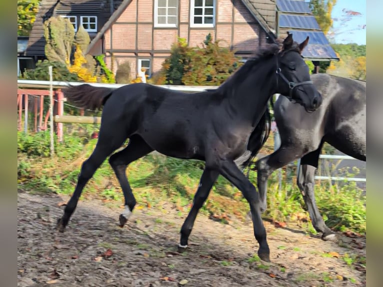 Hannoveraan Merrie veulen (06/2024) 170 cm Zwart in Rosengarten