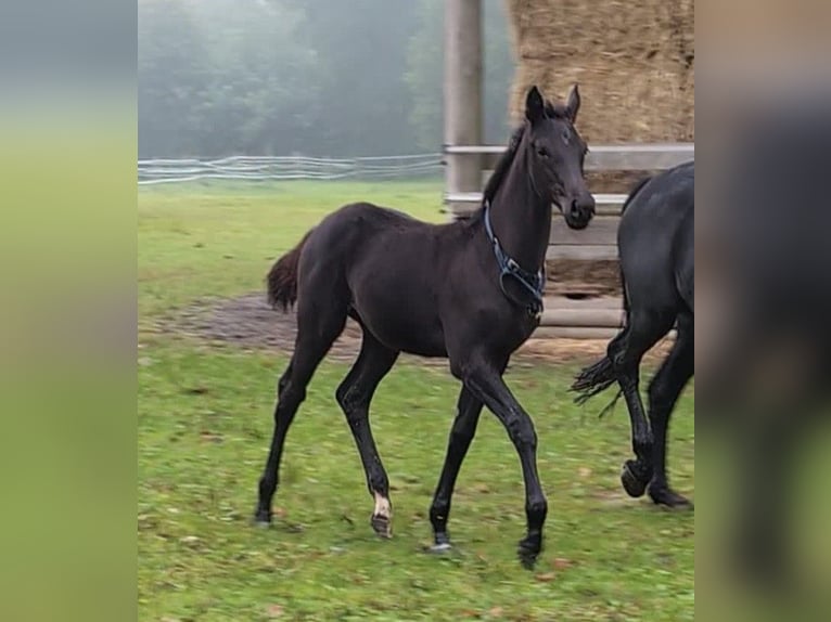 Hannoveraan Merrie veulen (06/2024) 170 cm Zwart in Rosengarten