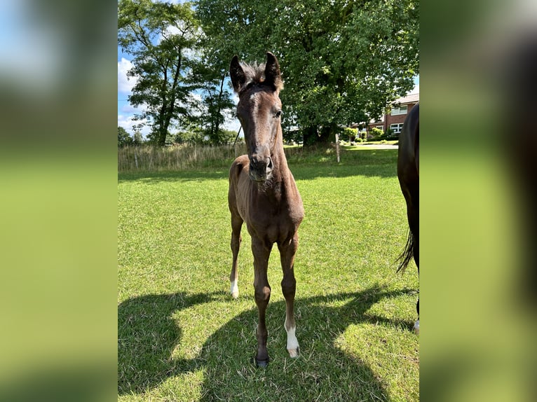 Hannoveraan Merrie veulen (05/2024) 170 cm Zwart in Sögel