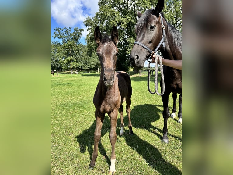 Hannoveraan Merrie veulen (05/2024) 170 cm Zwart in Sögel