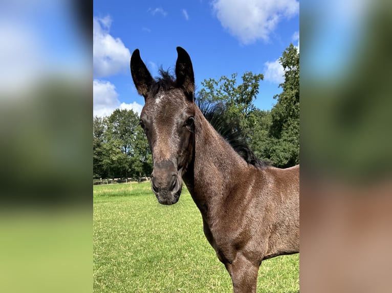 Hannoveraan Merrie veulen (05/2024) 170 cm Zwart in Sögel