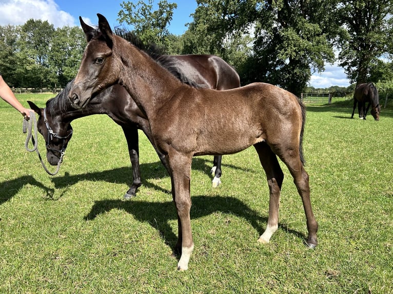 Hannoveraan Merrie veulen (05/2024) 170 cm Zwart in Sögel