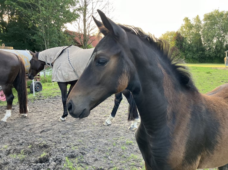 Hannoveraan Merrie veulen (05/2024) 170 cm Zwartbruin in Großheide