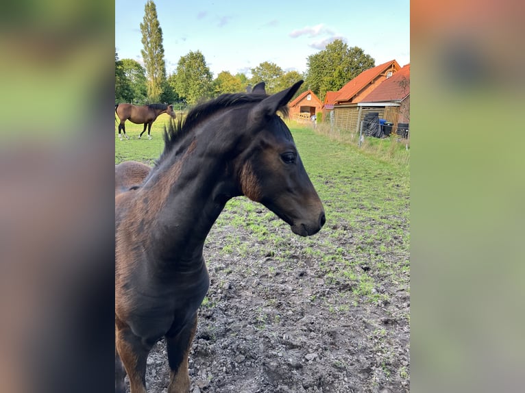 Hannoveraan Merrie veulen (05/2024) 170 cm Zwartbruin in Großheide