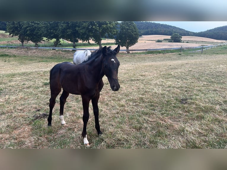 Hannoveraan Merrie Veulen (05/2026) 170 cm Zwartschimmel in Goslar Goslar