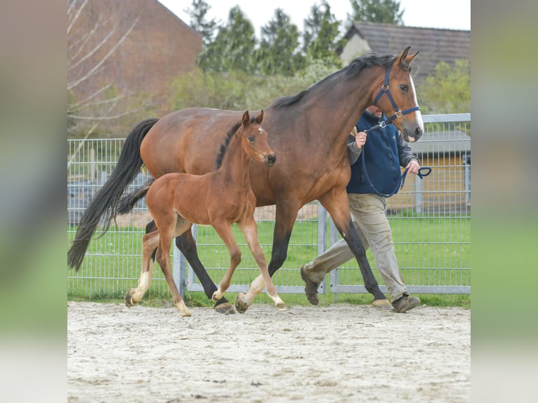 Hannoveraan Merrie veulen (02/2024) 171 cm Bruin in Königslutter am Elm