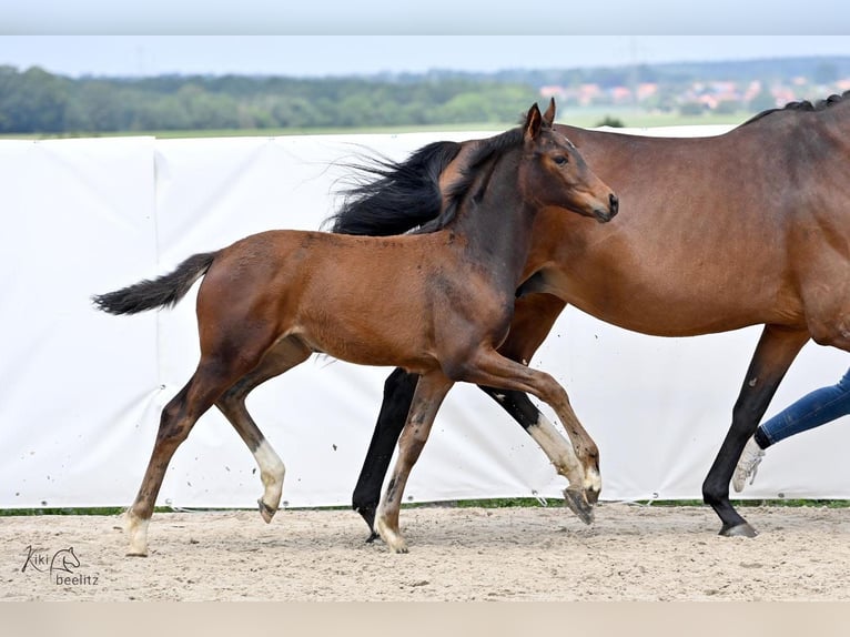 Hannoveraan Merrie veulen (02/2024) 171 cm Bruin in Königslutter am Elm