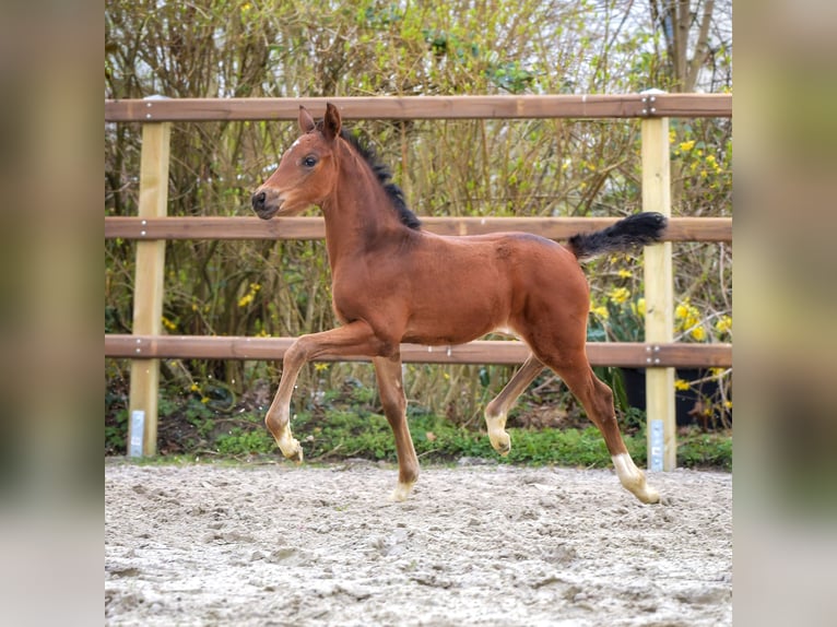 Hannoveraan Merrie veulen (02/2024) 171 cm Bruin in Königslutter am Elm