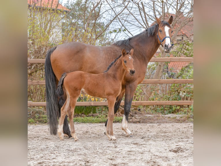 Hannoveraan Merrie veulen (02/2024) 171 cm Bruin in Königslutter am Elm