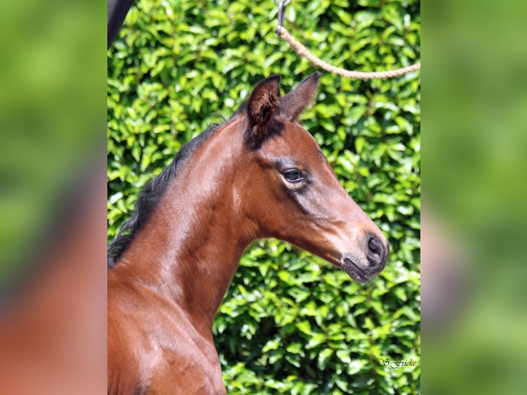 Hannoveraan Merrie  172 cm Bruin in Ahlerstedt