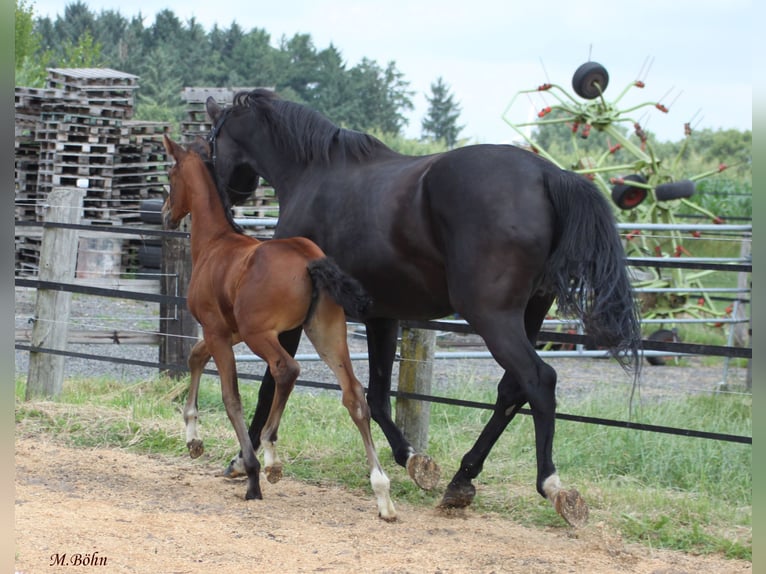 Hannoveraan Merrie  172 cm Bruin in Ahlerstedt