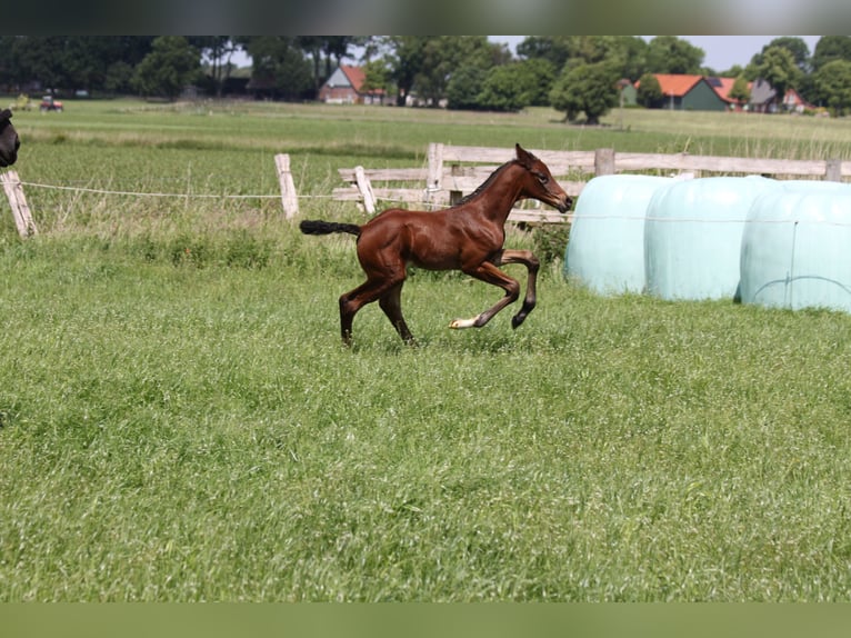 Hannoveraan Merrie  172 cm Bruin in Ahlerstedt