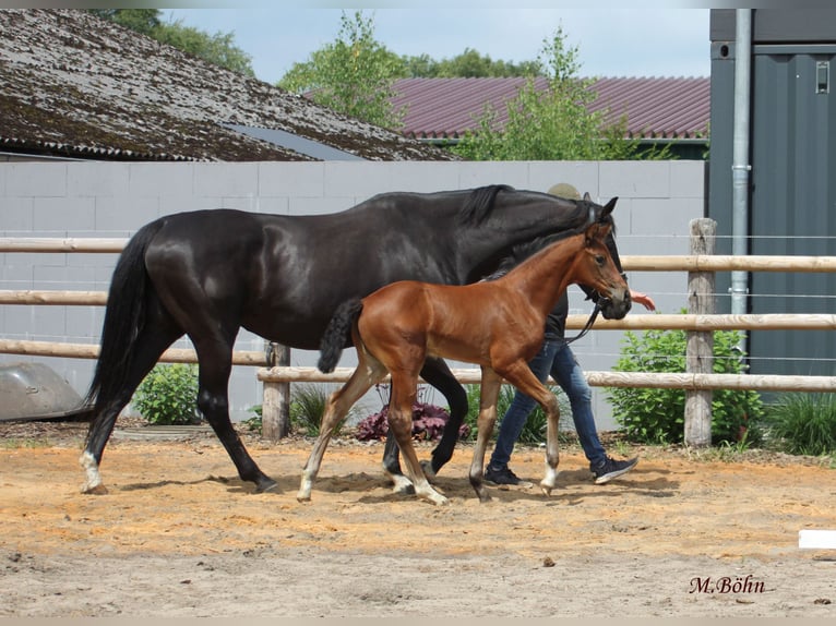 Hannoveraan Merrie  172 cm Bruin in Ahlerstedt