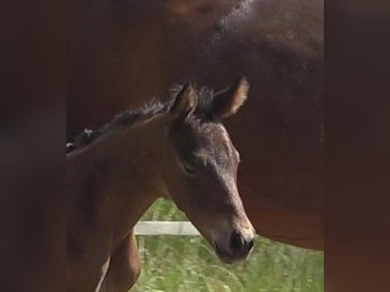 Hannoveraan Merrie veulen (06/2024) 172 cm Bruin in Rateka