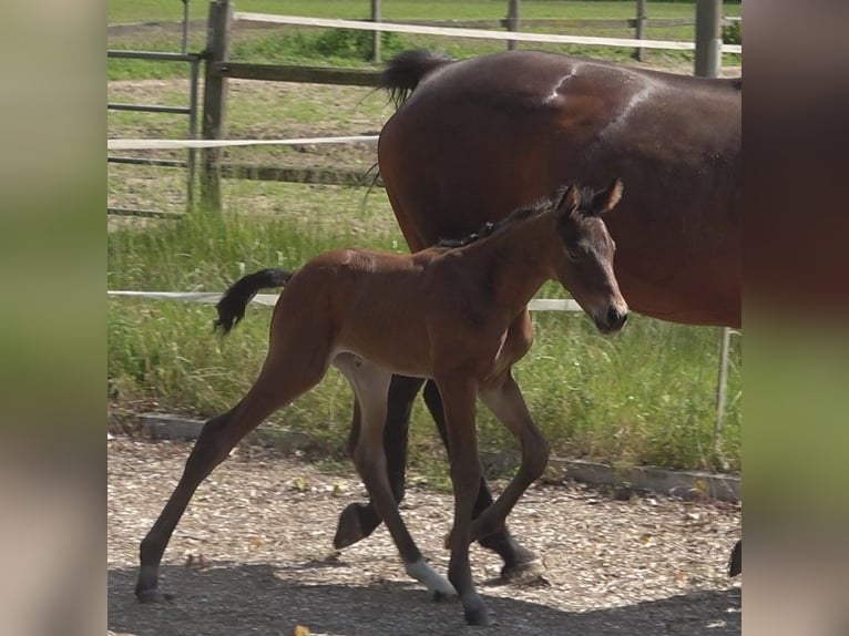 Hannoveraan Merrie veulen (06/2024) 172 cm Bruin in Rateka