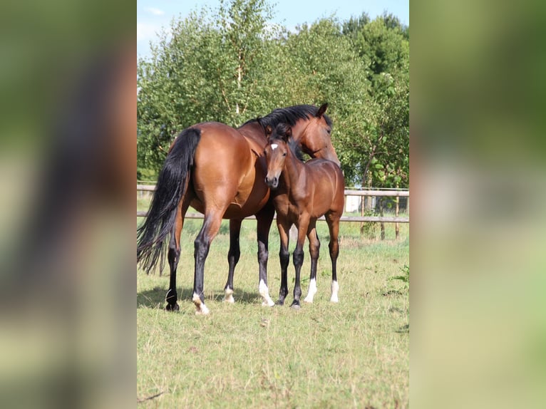 Hannoveraan Merrie Veulen (05/2026) 172 cm Bruin in MelleMelle